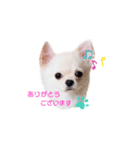 かまってメリーくん（個別スタンプ：1）