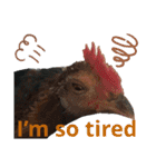 Chicken emotions 2（個別スタンプ：10）