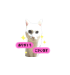 リアル猫のみーちゃん2（個別スタンプ：2）