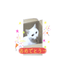 リアル猫のみーちゃん2（個別スタンプ：4）