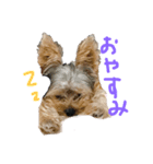 ヨーキーのもんちゃん（個別スタンプ：6）