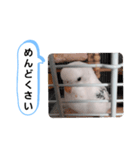 らぶりぃ クゥちゃん5（個別スタンプ：11）