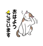 ねこちゃんいっぱい3.4 よく使う言葉（個別スタンプ：1）