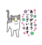 ねこちゃんいっぱい3.4 よく使う言葉（個別スタンプ：3）