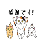 ねこちゃんいっぱい3.4 よく使う言葉（個別スタンプ：7）