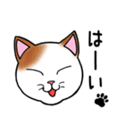 ねこちゃんいっぱい3.4 よく使う言葉（個別スタンプ：13）