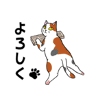 ねこちゃんいっぱい3.4 よく使う言葉（個別スタンプ：15）