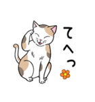 ねこちゃんいっぱい3.4 よく使う言葉（個別スタンプ：20）