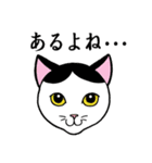 ねこちゃんいっぱい3.4 よく使う言葉（個別スタンプ：24）