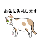 ねこちゃんいっぱい3.4 よく使う言葉（個別スタンプ：31）