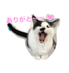 トラチワちゃん♡♪☆（個別スタンプ：3）