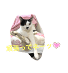 トラチワちゃん♡♪☆（個別スタンプ：5）