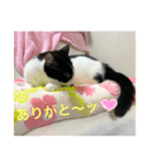 トラチワちゃん♡♪☆（個別スタンプ：6）