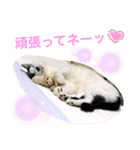 トラチワちゃん♡♪☆（個別スタンプ：7）