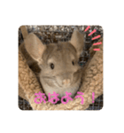 チンチラの獅子丸くん（個別スタンプ：1）