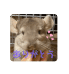 チンチラの獅子丸くん（個別スタンプ：4）