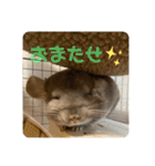 チンチラの獅子丸くん（個別スタンプ：5）