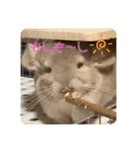 チンチラの獅子丸くん（個別スタンプ：10）