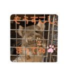 チンチラの獅子丸くん（個別スタンプ：11）