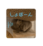 チンチラの獅子丸くん（個別スタンプ：12）