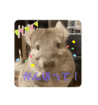 チンチラの獅子丸くん（個別スタンプ：13）