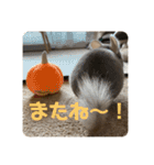 チンチラの獅子丸くん（個別スタンプ：14）