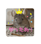 チンチラの獅子丸くん（個別スタンプ：15）