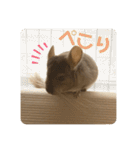 チンチラの獅子丸くん（個別スタンプ：16）