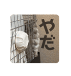 チンチラの獅子丸くん（個別スタンプ：20）