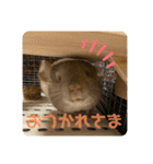 チンチラの獅子丸くん（個別スタンプ：22）