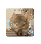 チンチラの獅子丸くん（個別スタンプ：24）