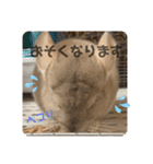 チンチラの獅子丸くん（個別スタンプ：29）