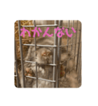 チンチラの獅子丸くん（個別スタンプ：30）