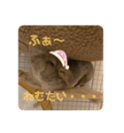 チンチラの獅子丸くん（個別スタンプ：31）