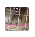 チンチラの獅子丸くん（個別スタンプ：32）