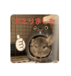 チンチラの獅子丸くん（個別スタンプ：33）