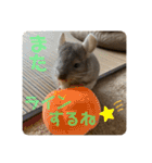 チンチラの獅子丸くん（個別スタンプ：34）