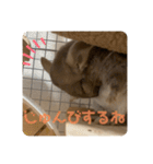 チンチラの獅子丸くん（個別スタンプ：38）