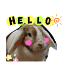 ワンにゃんピョン☆（個別スタンプ：1）