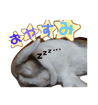 ワンにゃんピョン☆（個別スタンプ：2）