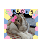 ワンにゃんピョン☆（個別スタンプ：3）