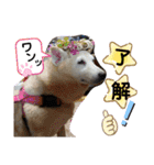 ワンにゃんピョン☆（個別スタンプ：4）