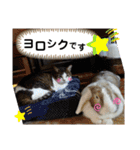 ワンにゃんピョン☆（個別スタンプ：6）
