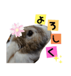 ワンにゃんピョン☆（個別スタンプ：8）