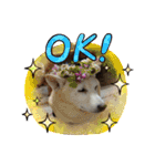 ワンにゃんピョン☆（個別スタンプ：11）