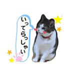 ワンにゃんピョン☆（個別スタンプ：13）