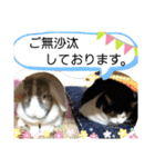 ワンにゃんピョン☆（個別スタンプ：17）