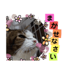 ワンにゃんピョン☆（個別スタンプ：19）
