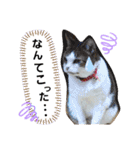 ワンにゃんピョン☆（個別スタンプ：20）