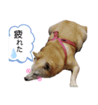 ワンにゃんピョン☆（個別スタンプ：21）